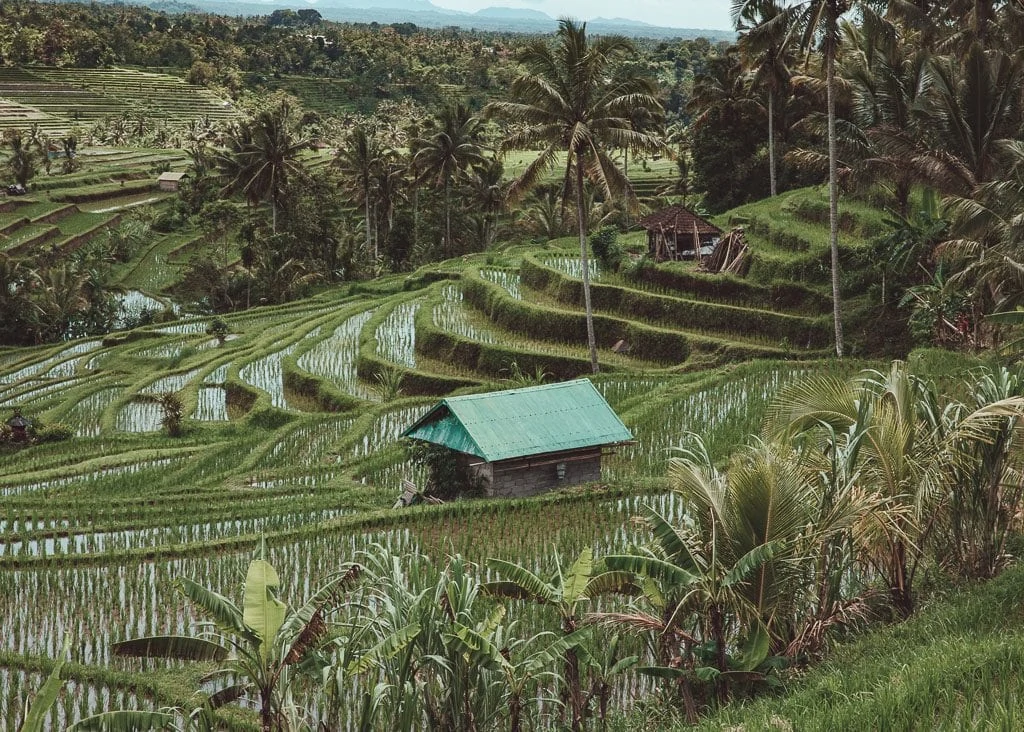 Jatiluwih Rice Terraces Bali