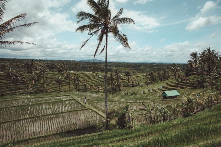 Jatiluwih rice terraces