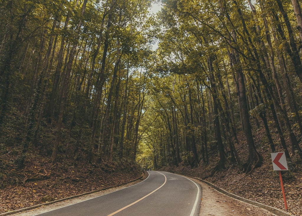 Bohol Man-made Forest