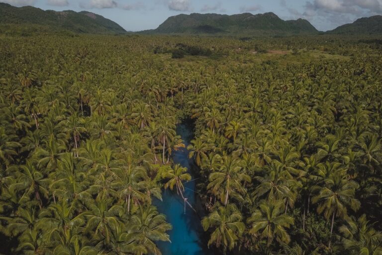 Siargao Palm Tree Swing
