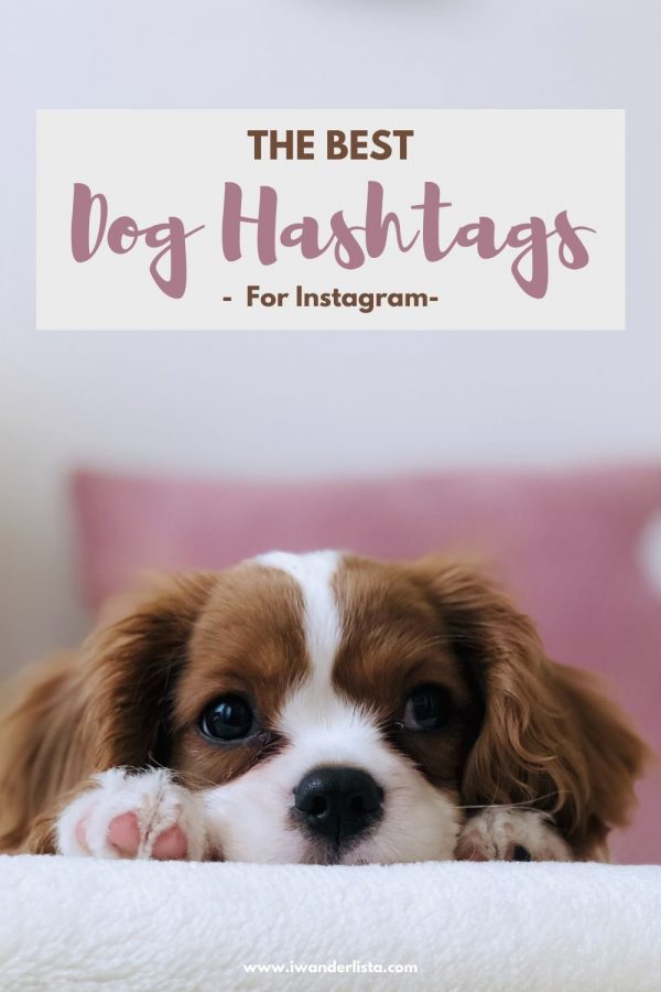 Popular Dog Hashtags On Instagram