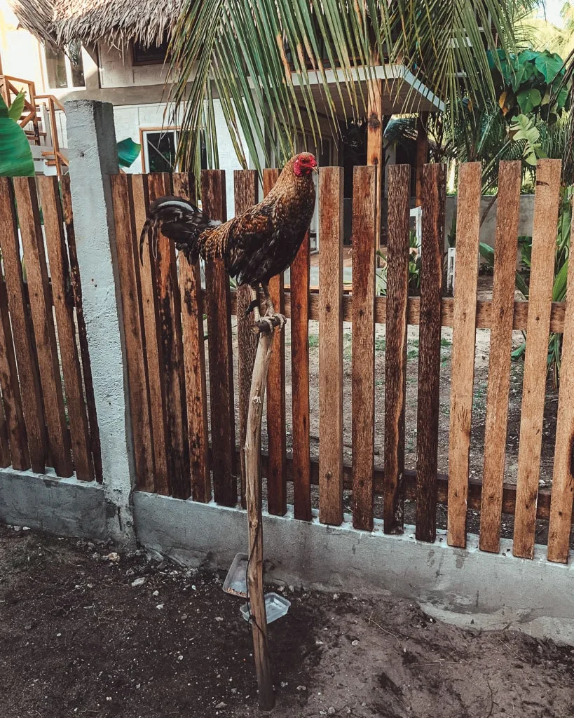 Siargao rooster