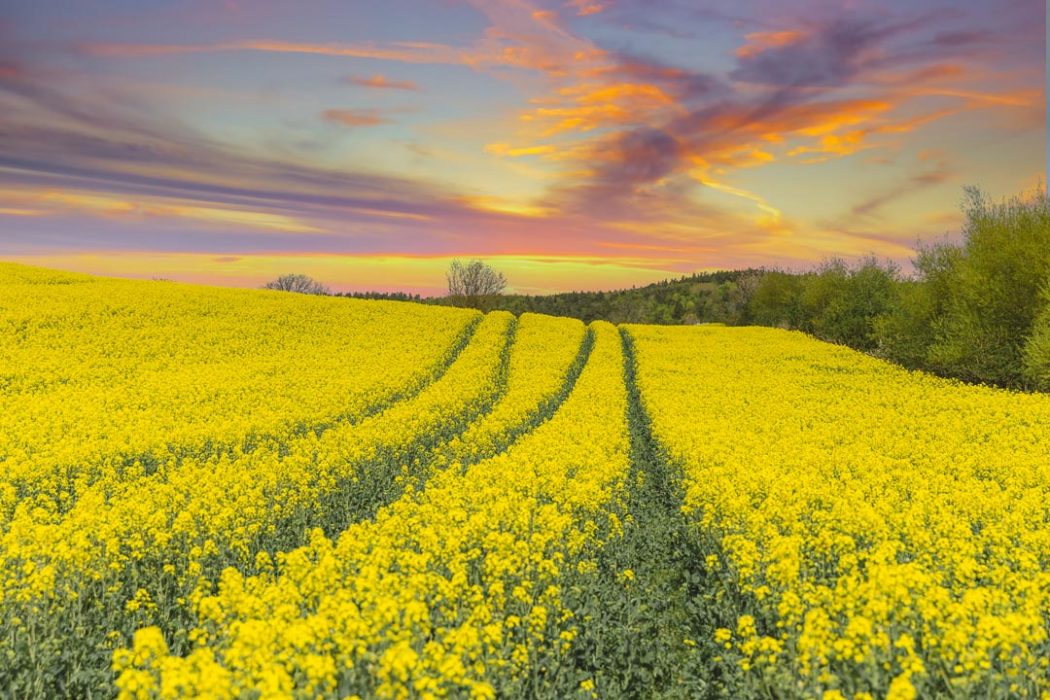 Skåne Rapeseed Fields - A Swedish Spring Dream