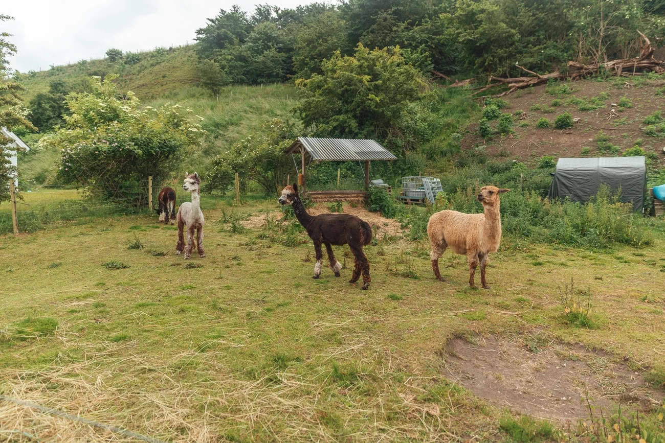Alpaca farm Ven Island