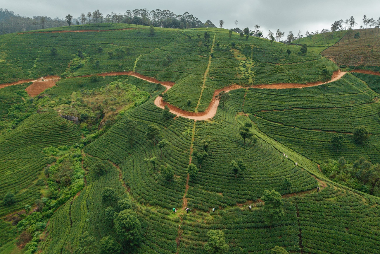 nuwara eliya tea plantation tour