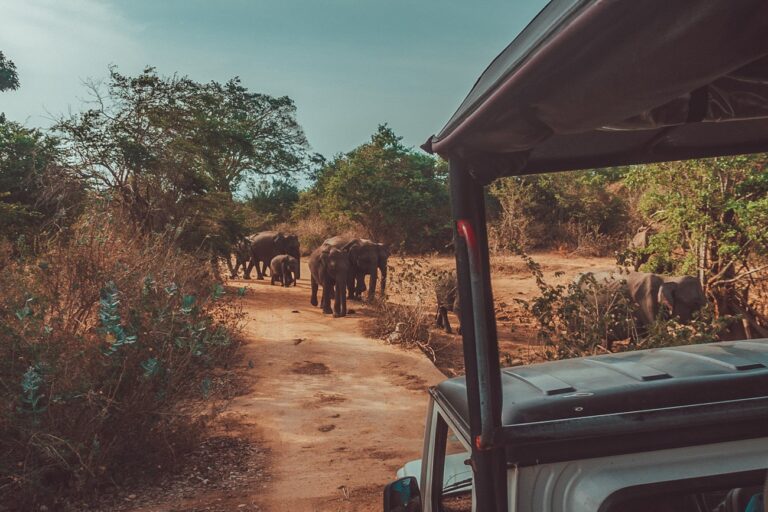 Udawalawe safari
