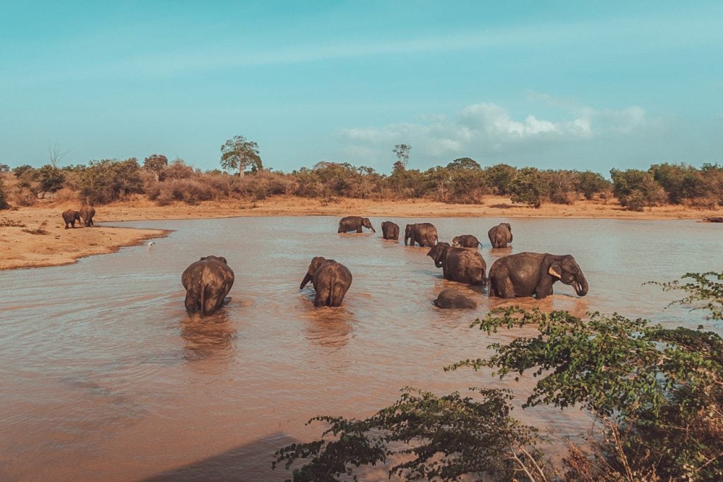 Udawalawe Safari Sri Lanka 21