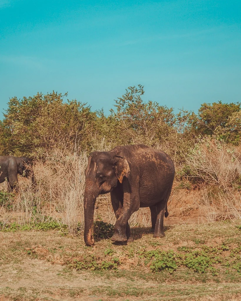 Udawalawe Safari Sri Lanka 36