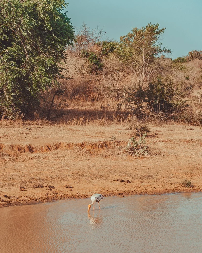 Udawalawe Safari Sri Lanka 6