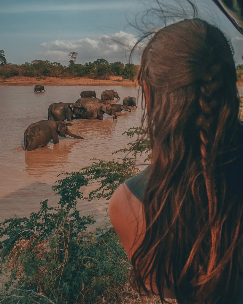 Udawalawe elephant safari