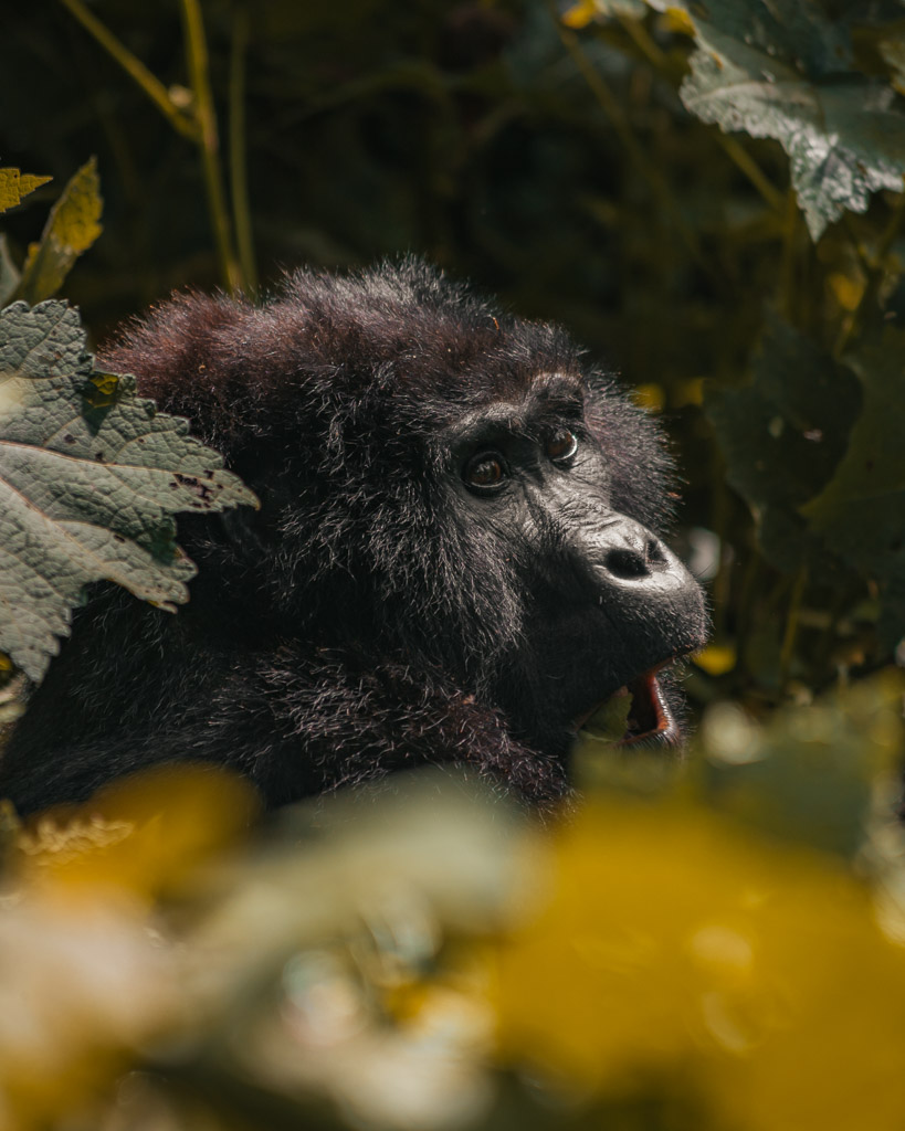 Gorilla Trekking Uganda 11