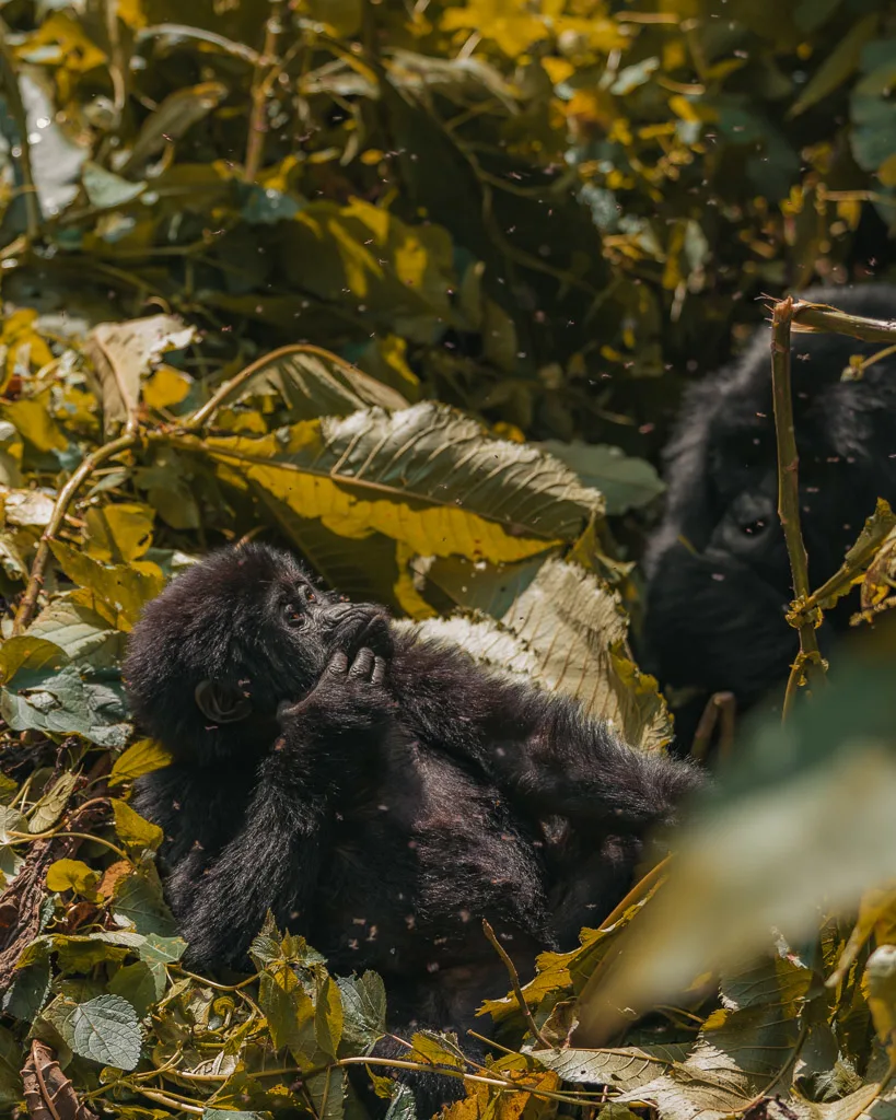 Gorilla Trekking Uganda 23