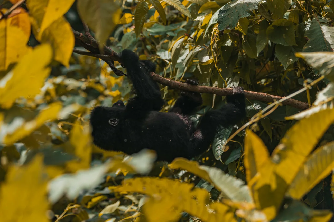 Gorilla Trekking Uganda 25