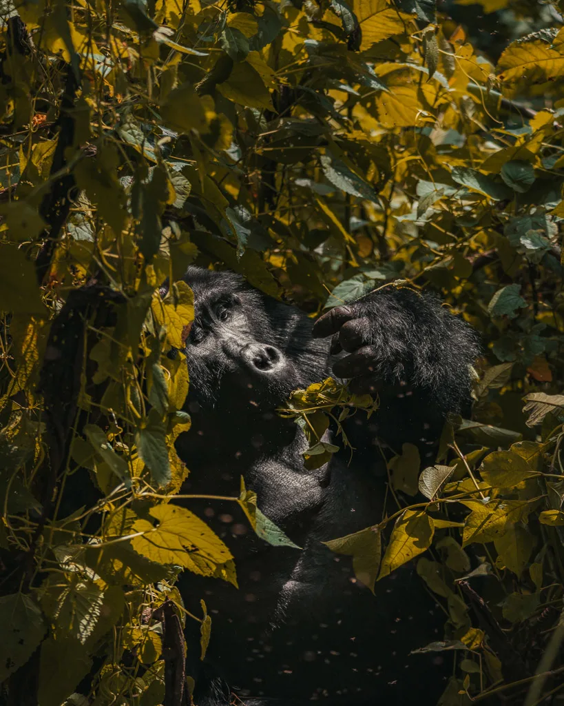 Gorilla Trekking Uganda 32
