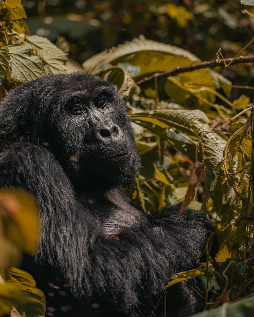 Gorilla Trekking Uganda 62