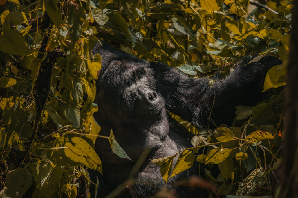 Gorilla trekking uganda