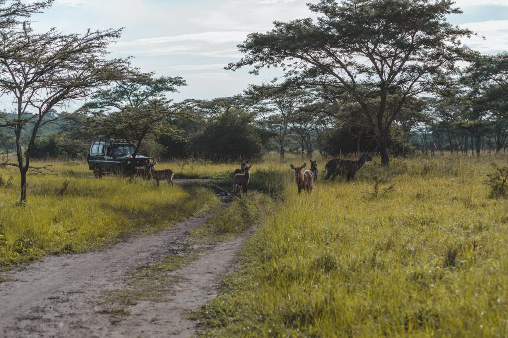 Lake Mburo National Park The Ultimate Visitor's Guide Lake Mburo National Park The Ultimate Visitor's Guide
