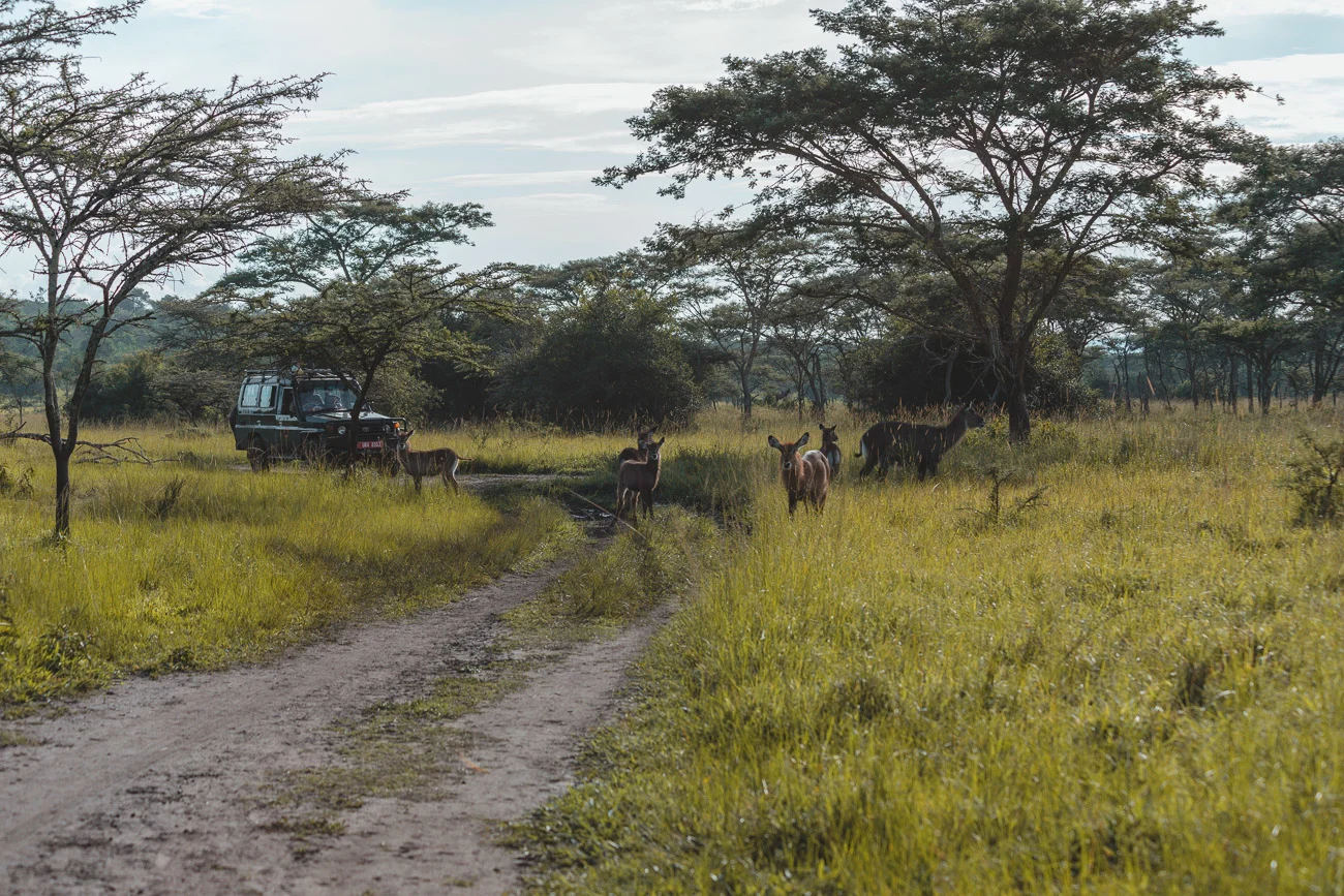 Lake Mburo National Park 33