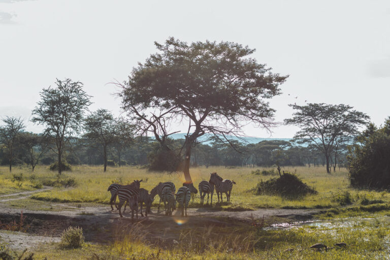 Lake Mburo National Park