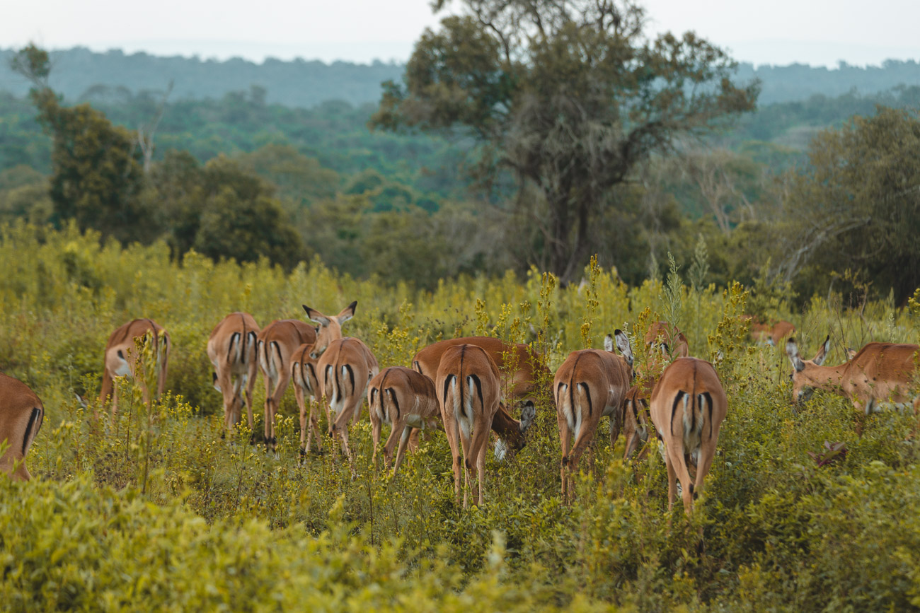 Lake Mburo National Park 82