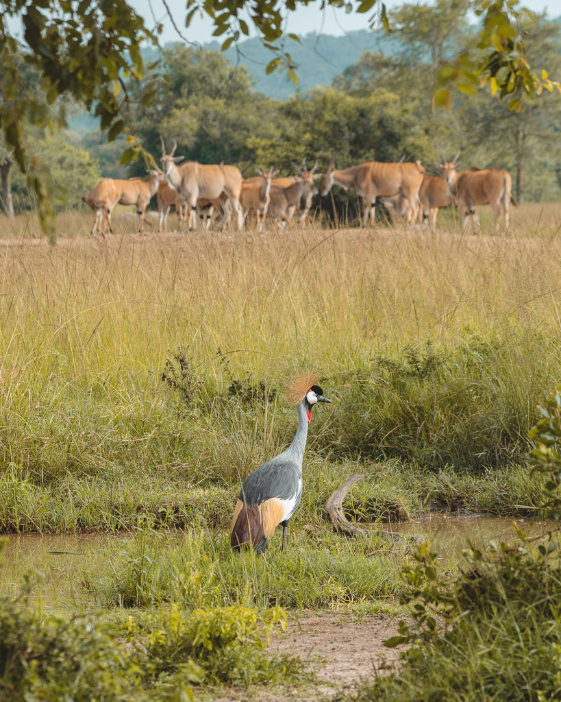 Lake Mburo National Park 88