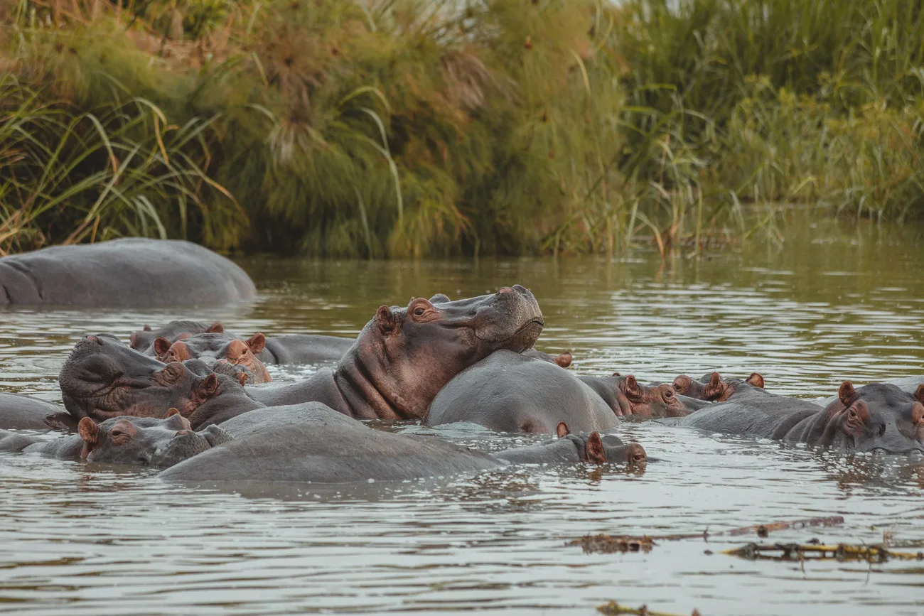 Queen Elizabeth National Park 22