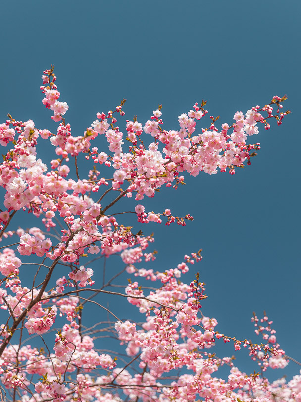 Cherry blossom Gothenburg