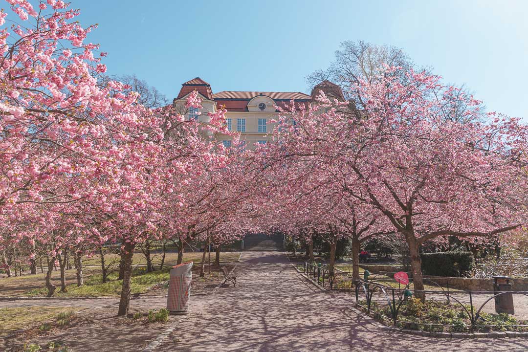 cherry blossom gothenburg