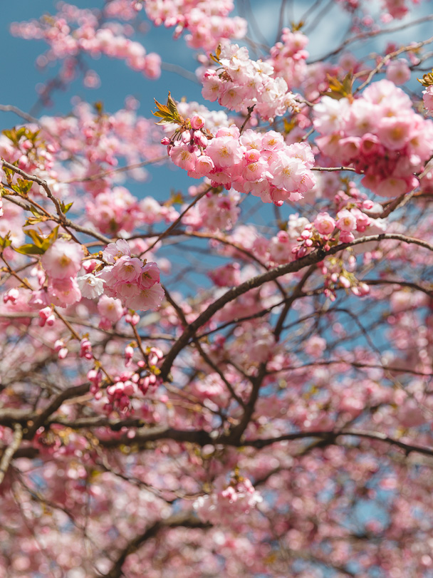 Cherry blossom gothenburg sweden