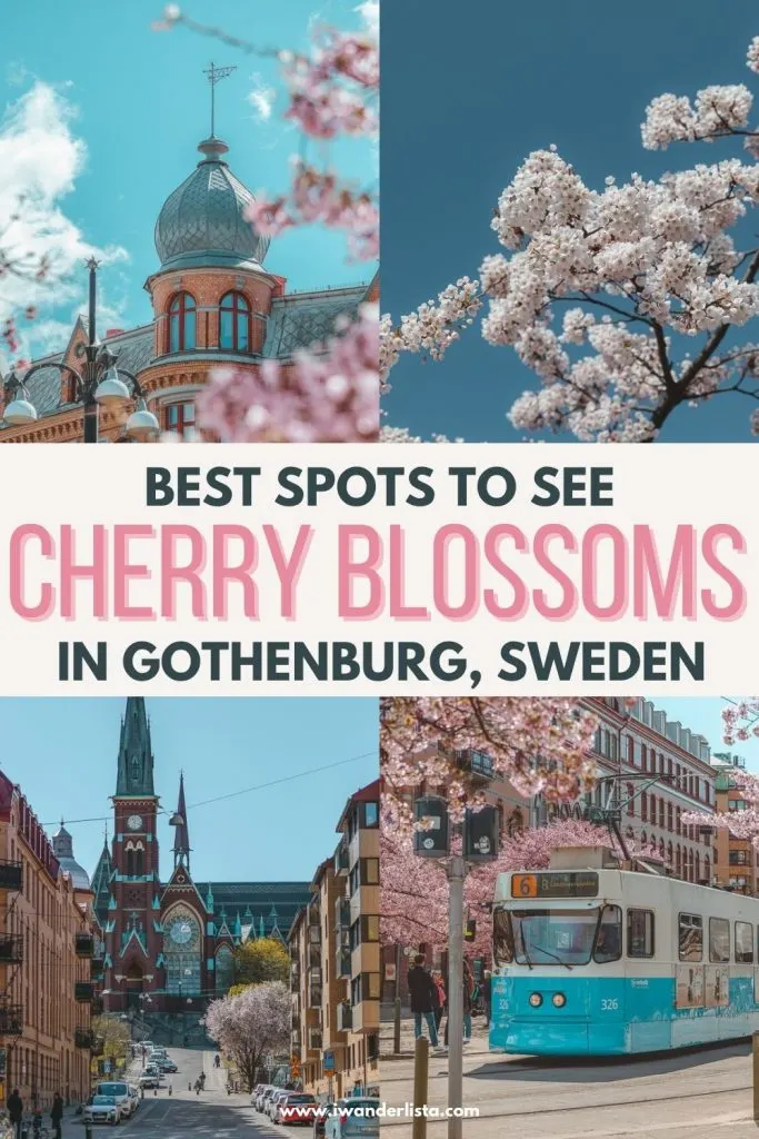 Cherry blossoms gothenburg 1