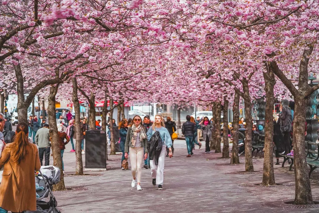 Cherry blossoms stockholm