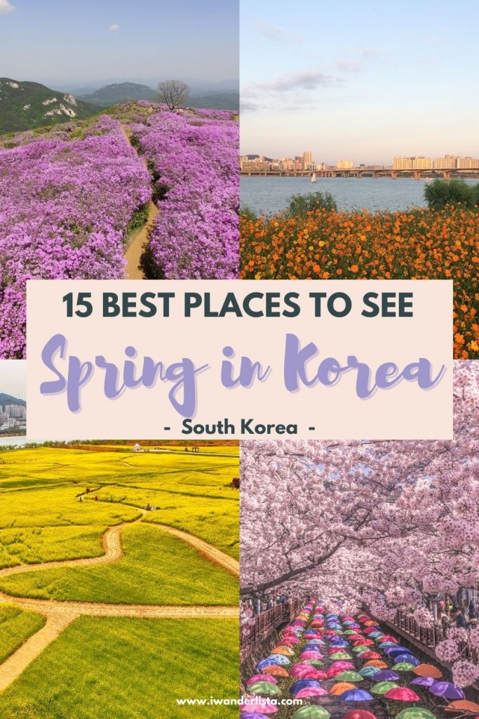 spring in korea pin