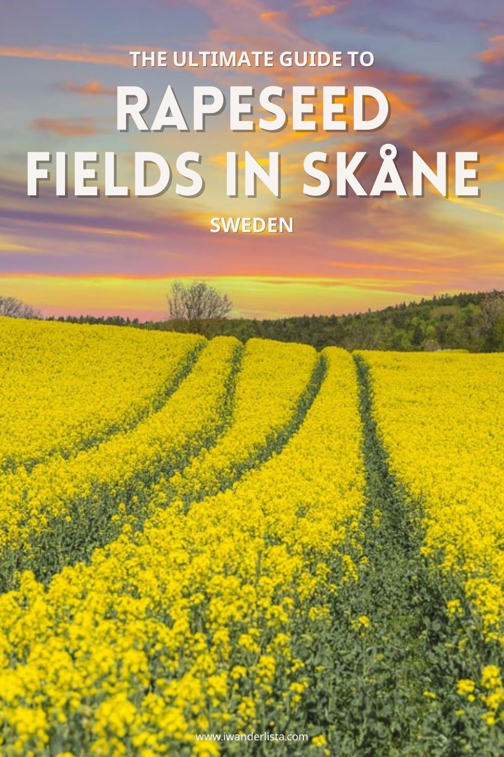 Rapeseed fields skane