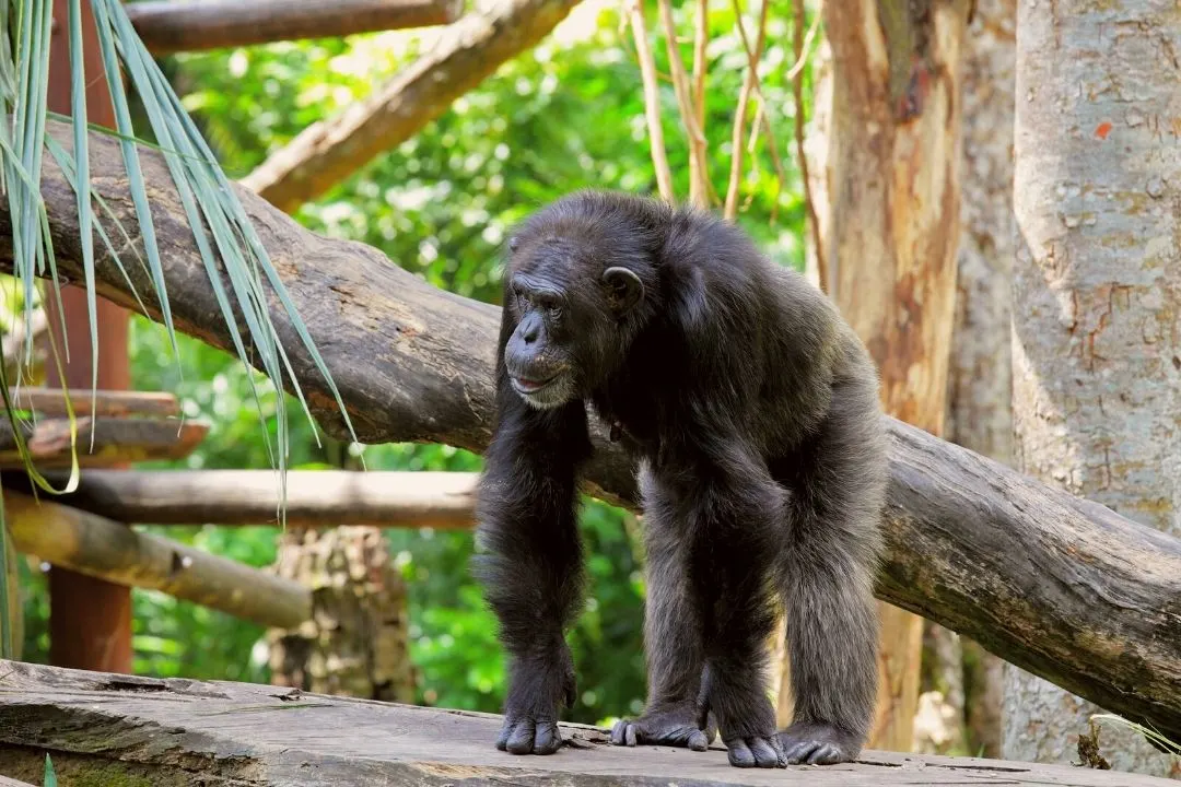 Ngamba Island Chimpanzee Sanctuary