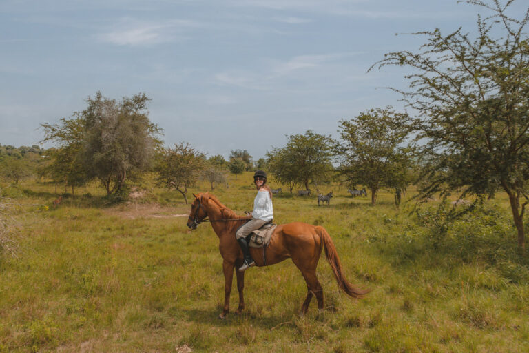 African horse safari