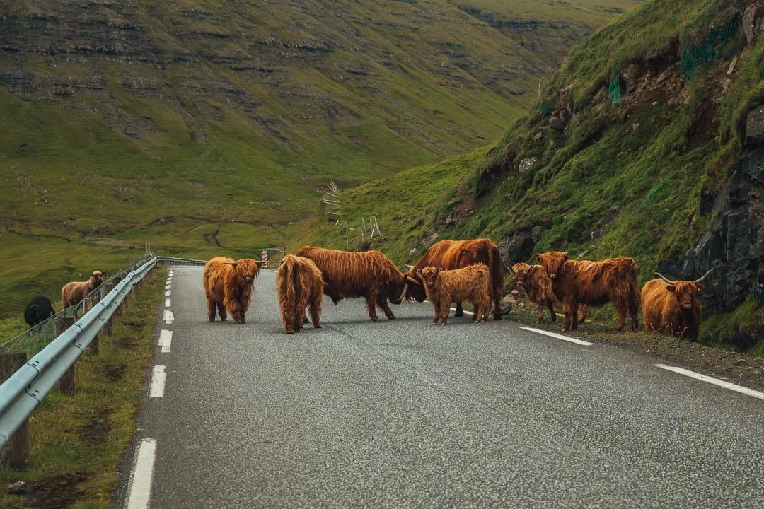 Faroese traffic