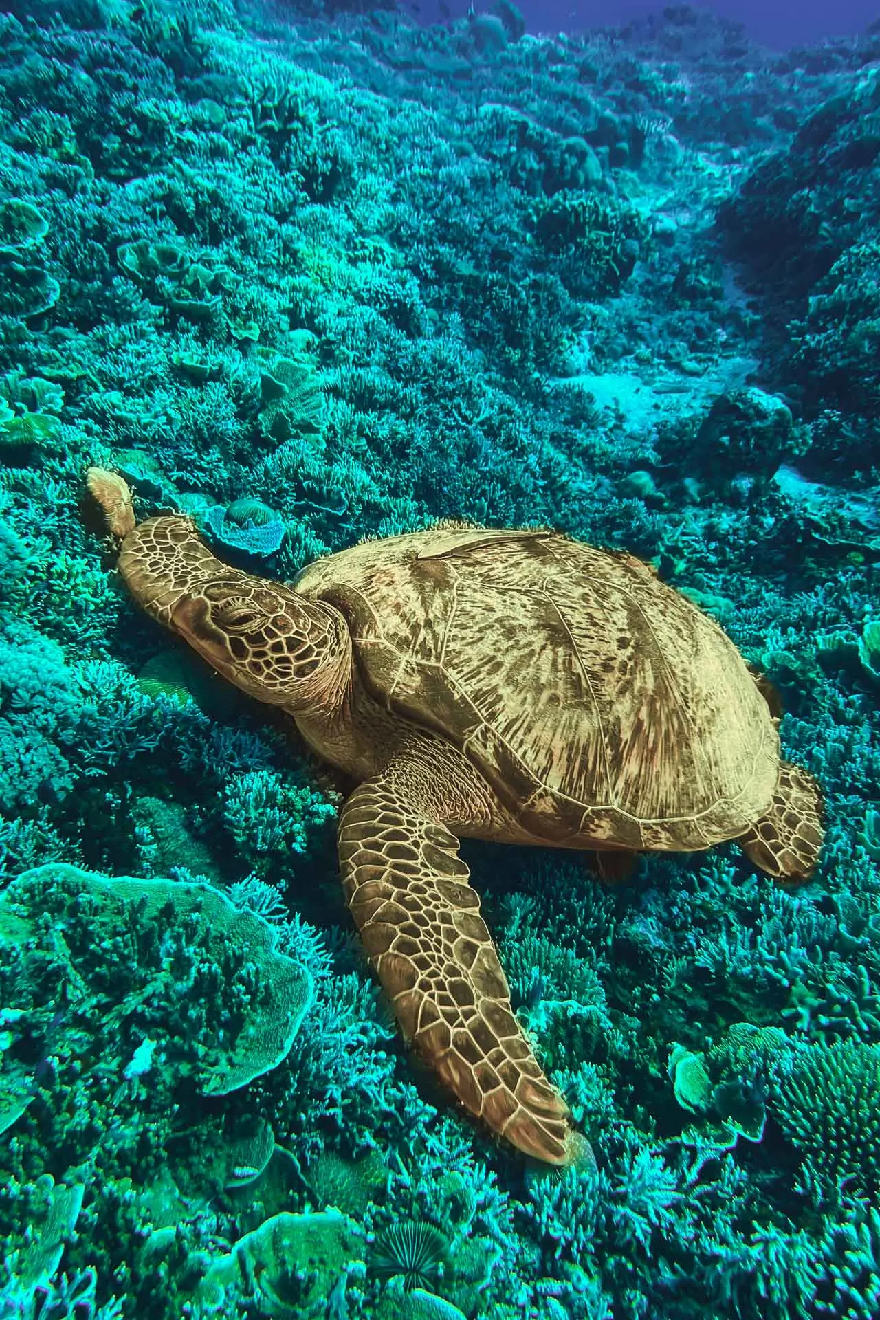 Turtle Bay Gili Air2