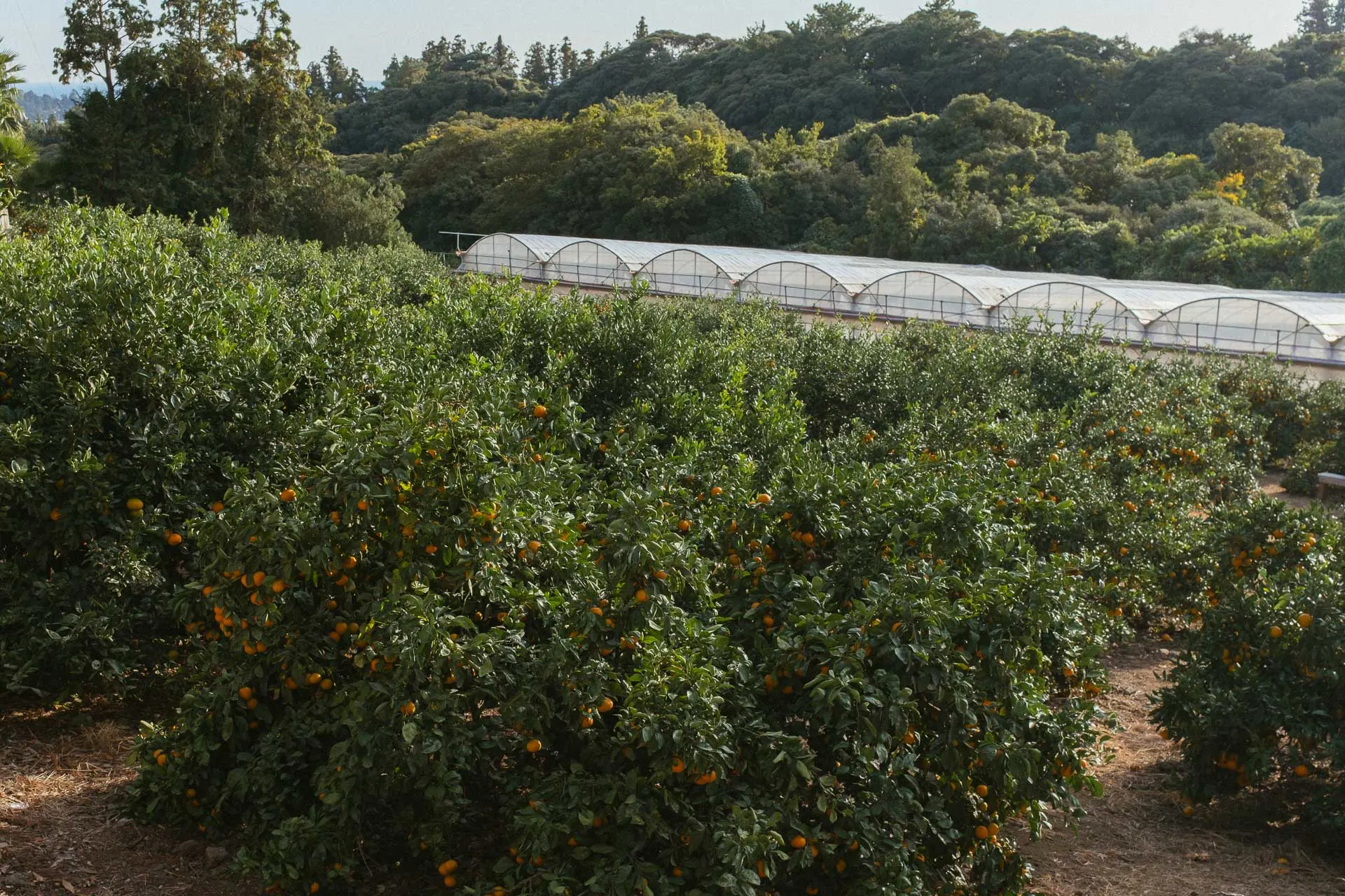 Bong bong tangerine farm 3