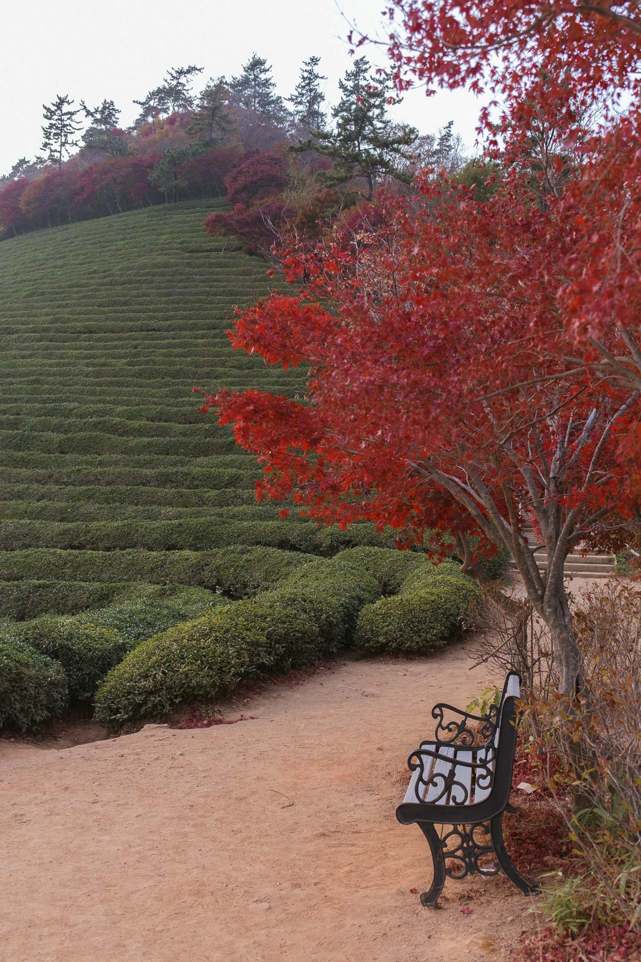 Daehan Dawon tea plantation 13