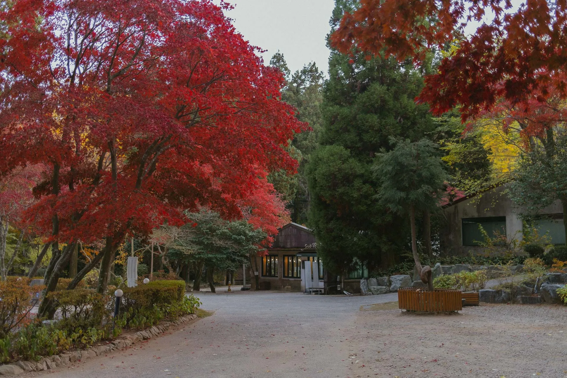 Daehan Dawon tea plantation 16