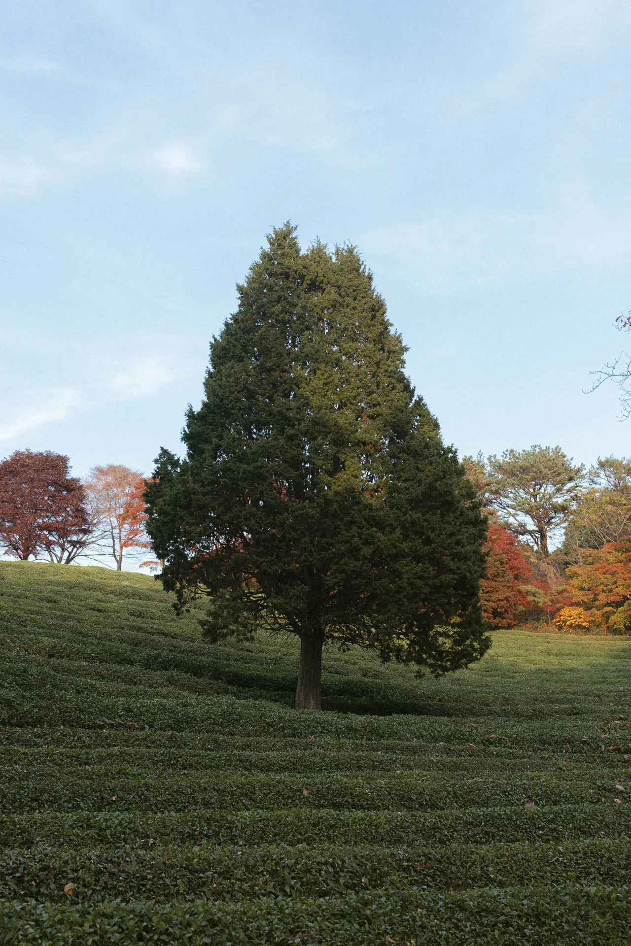 Daehan Dawon tea plantation 4