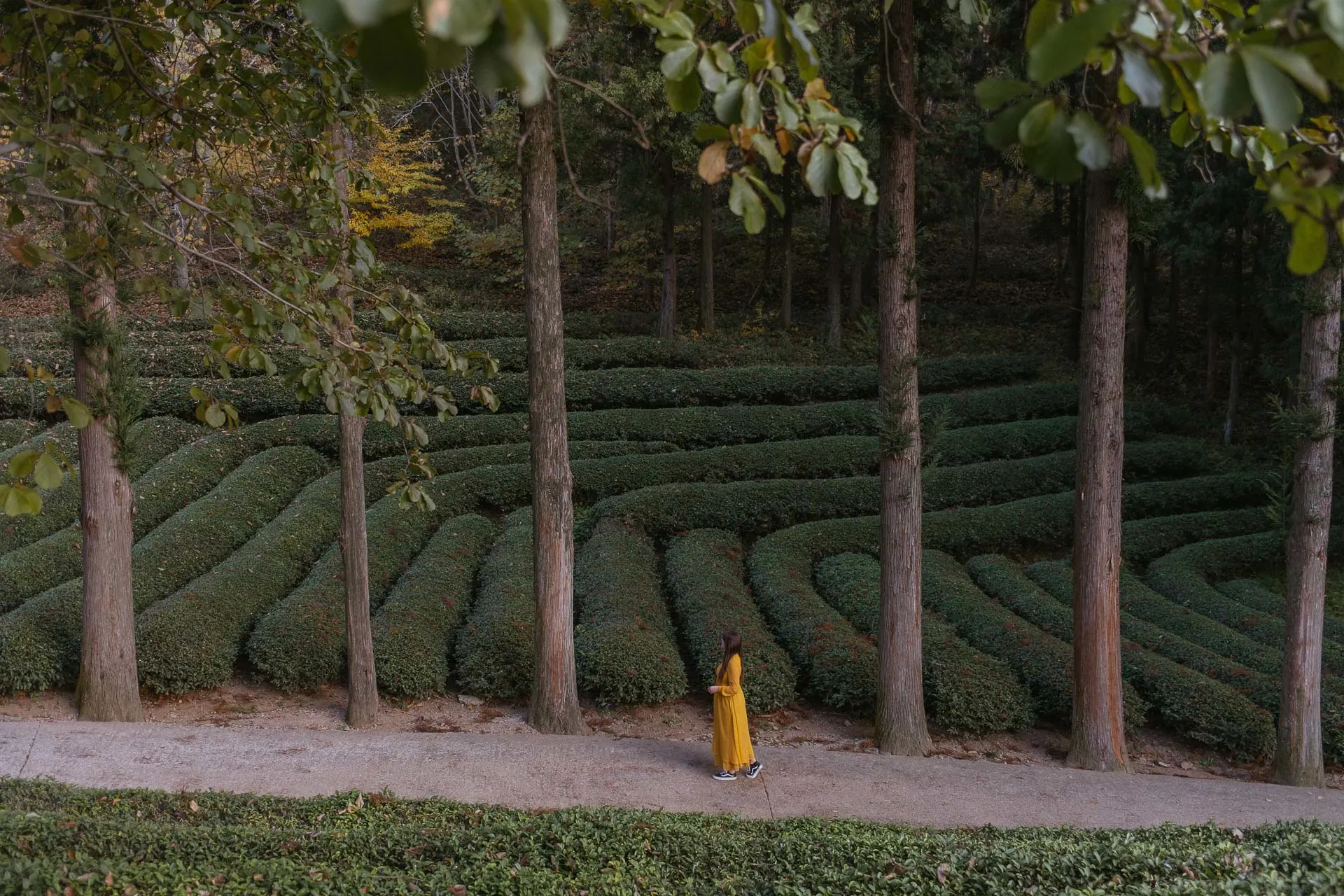 Daehan Dawon tea plantation 8