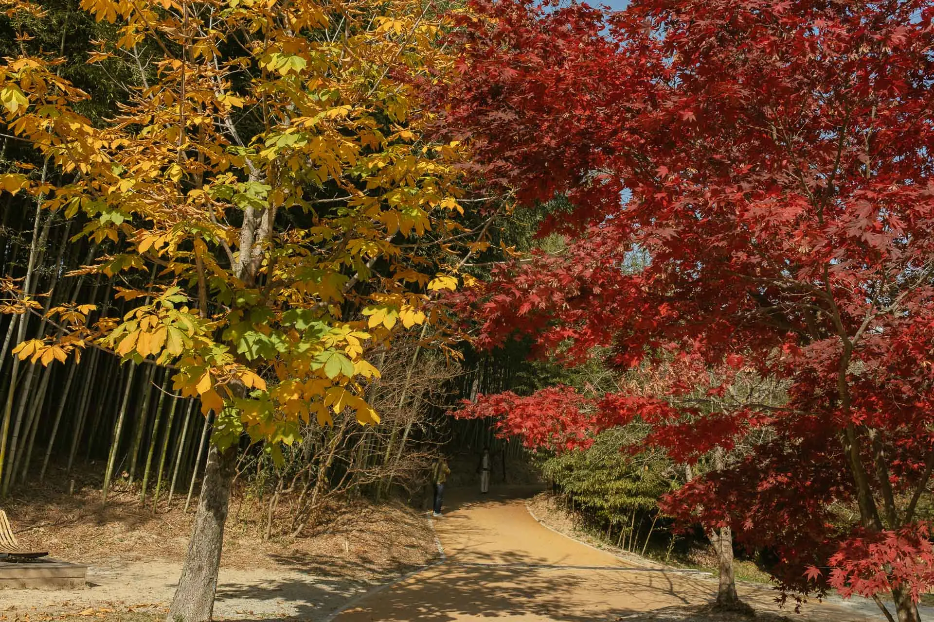 Juknokwon bamboo forest 1