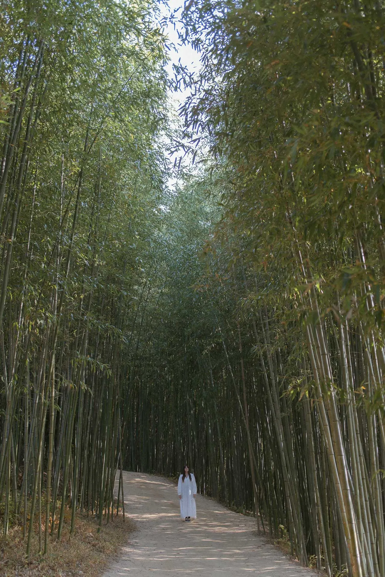 Juknokwon bamboo forest 3