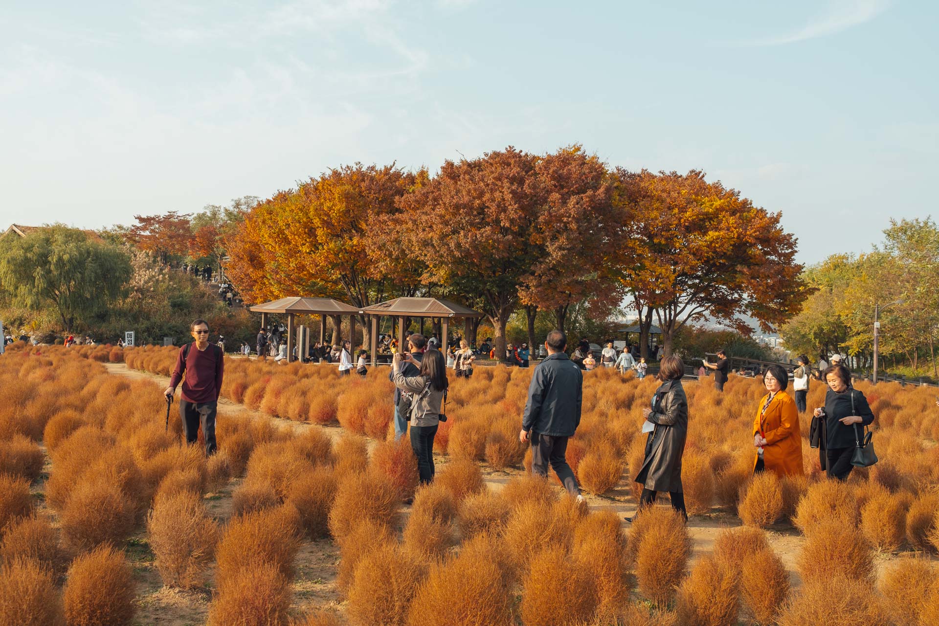 Korea autumn