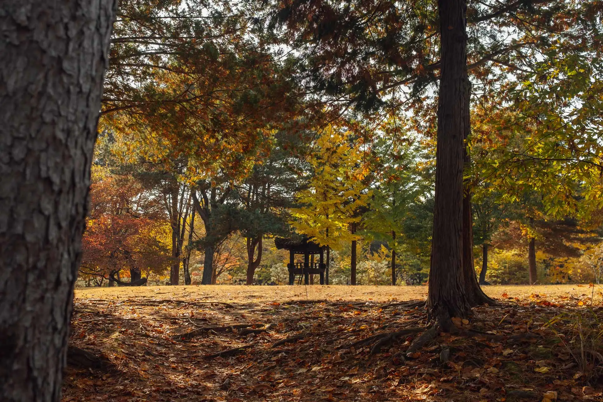 Nami Island Korea 13 1
