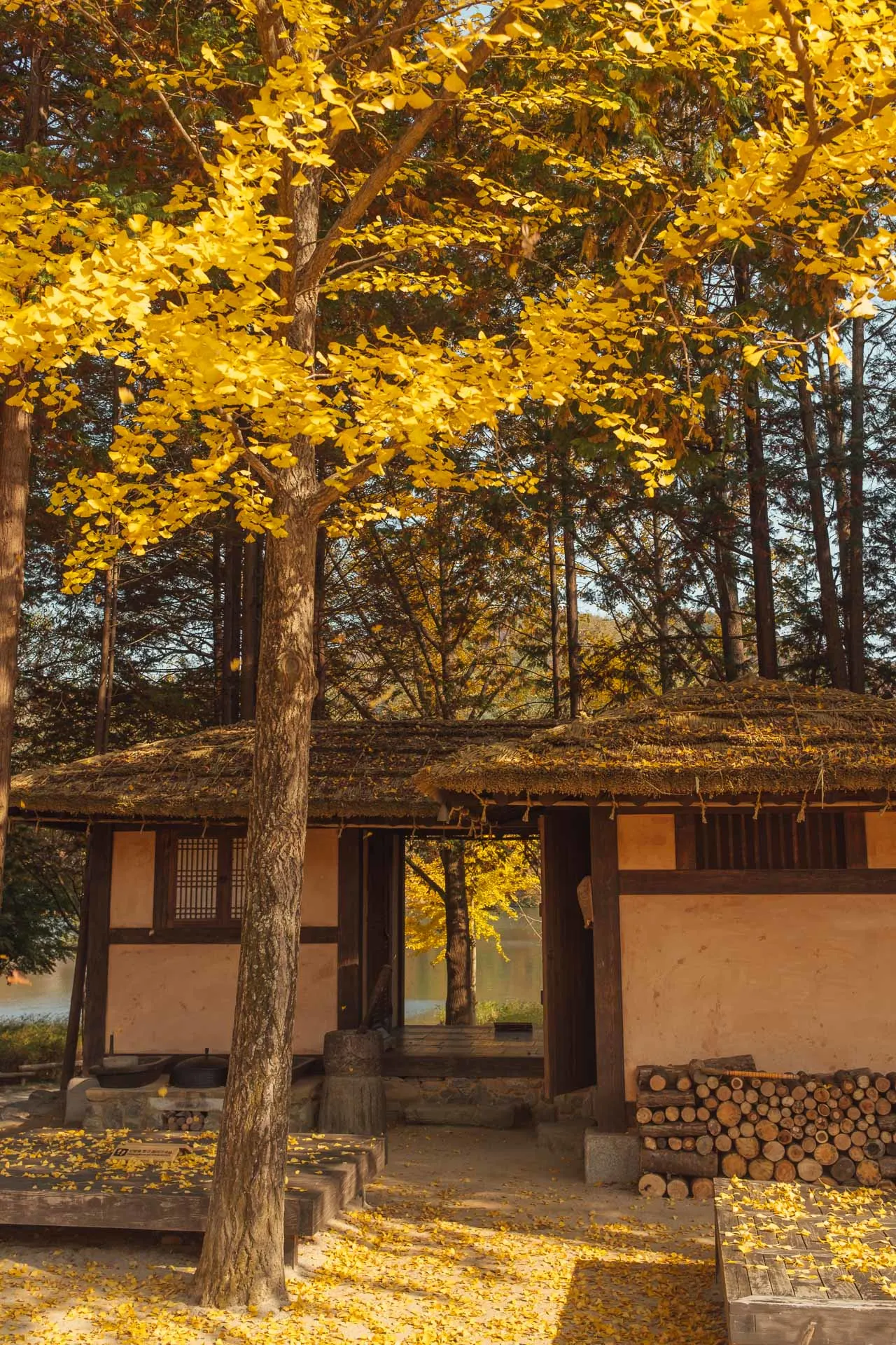 Nami Island Korea 17 1