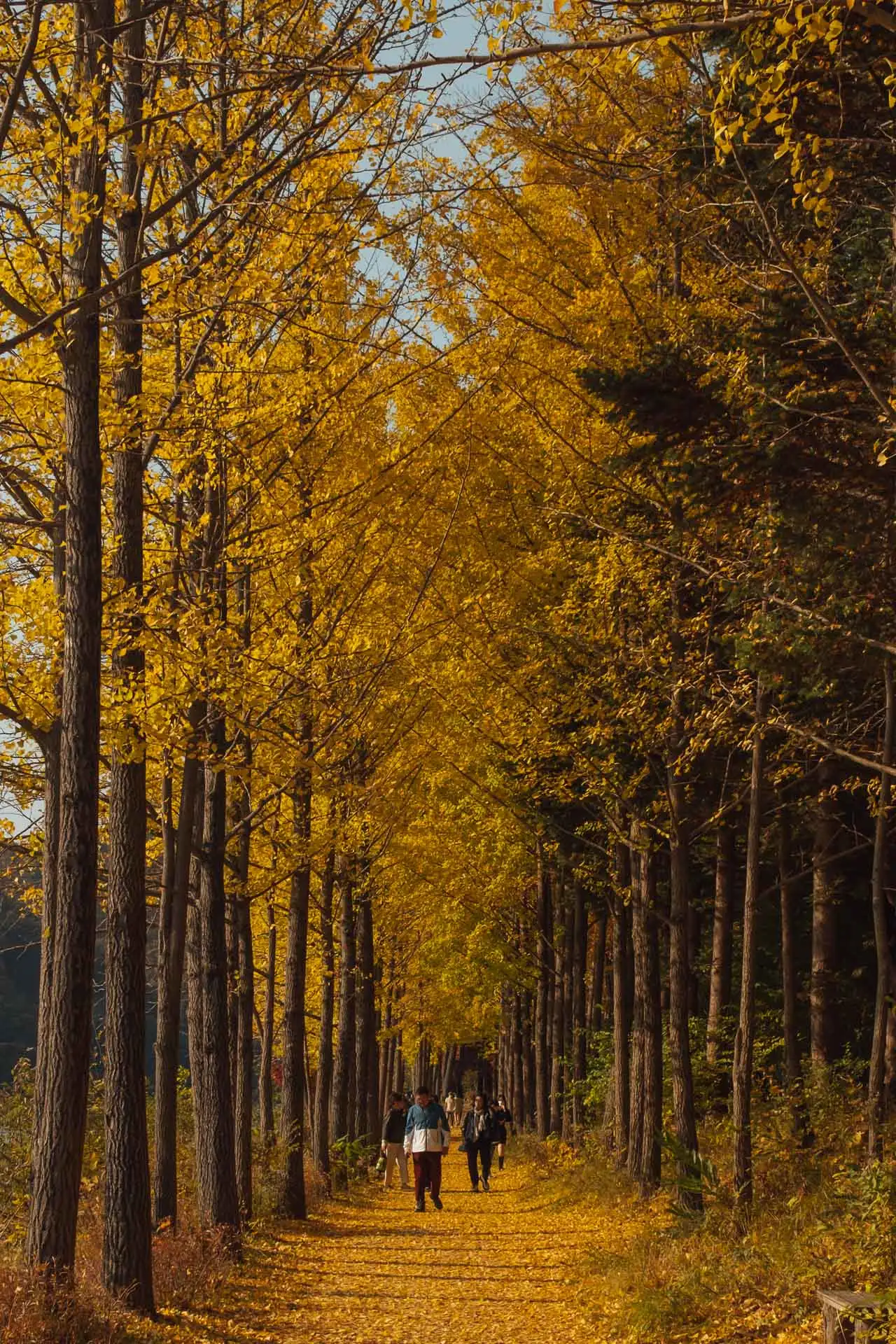 Nami Island Korea 24