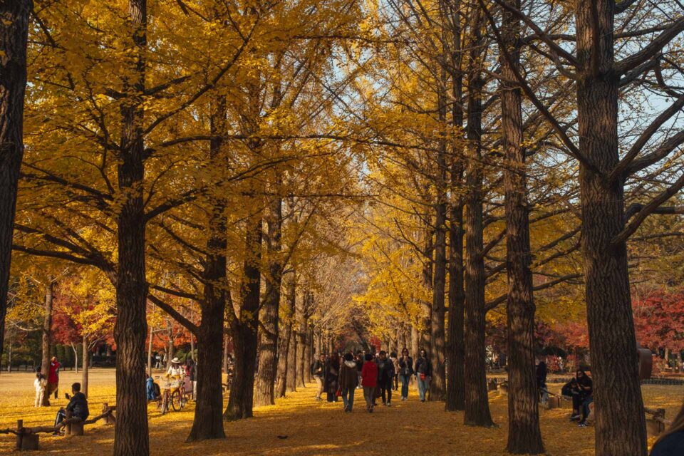 The Ultimate Travel Guide to Nami Island (Namiseom), Korea