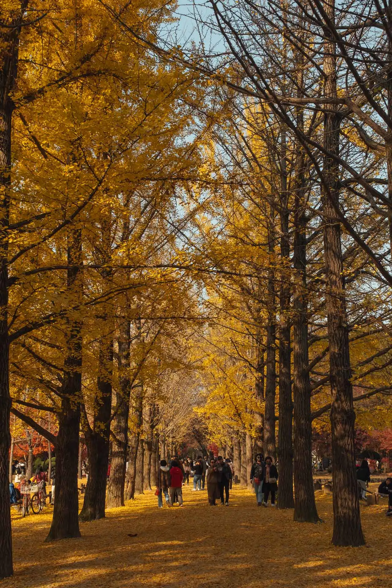Nami Island Korea 26 1